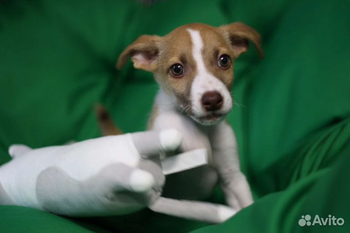 Джесси щенок бесплатно в добрые руки