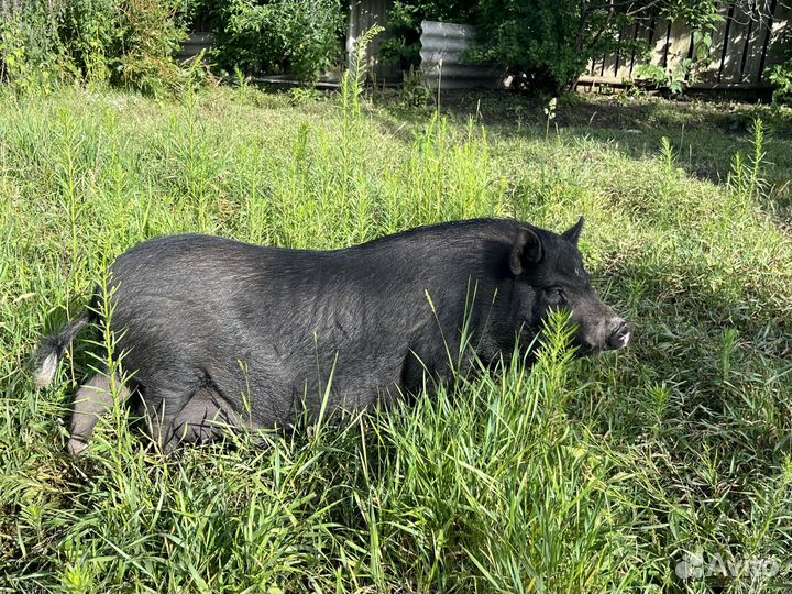 Вьетнамские вислобрюхие поросята