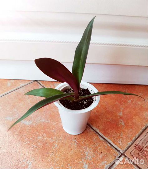 Рео или Ладья Моисея(Традесканция)