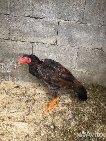 Бойцовые петухи