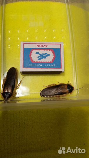 Домовые сверчки / аргентинские тараканы