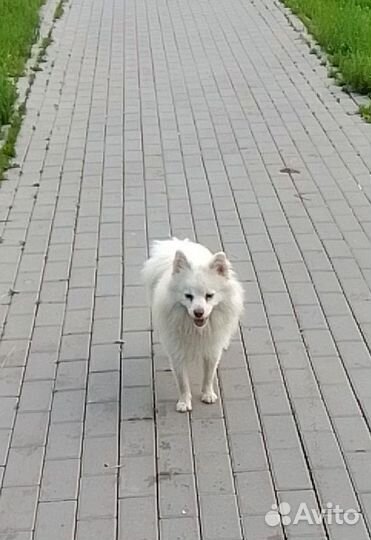 Немецкий шпиц вязка