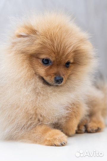 Щенки шпица