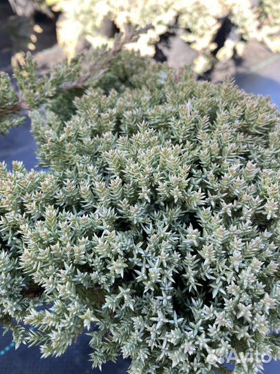 Можжевельник лежачий Нана