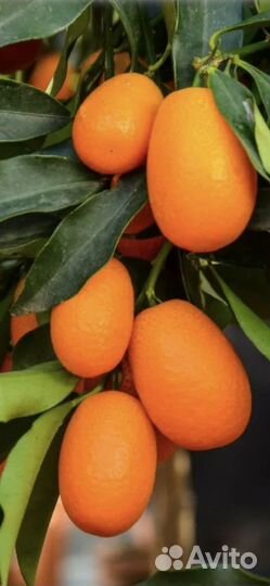 Кумкват Маргарита