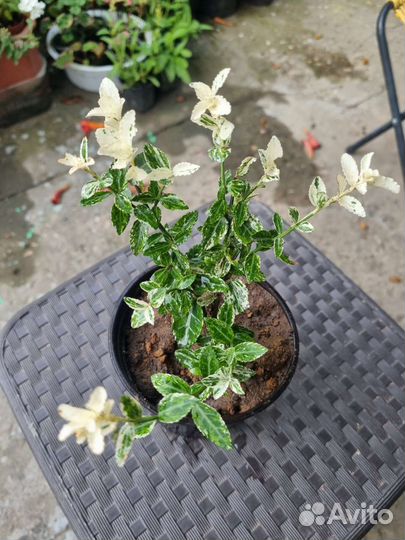 Берисклет форчуна японский