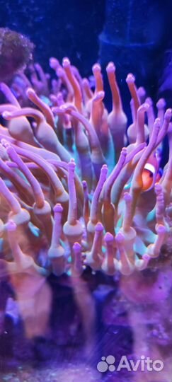 Актиния квадриколор