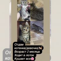 Котята в добрые руки