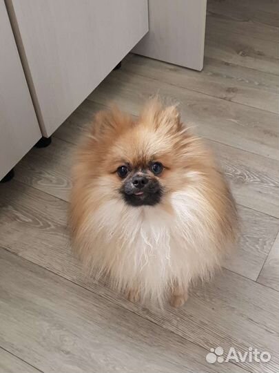 Мини шпиц вязка