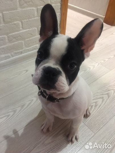 Французский бульдог