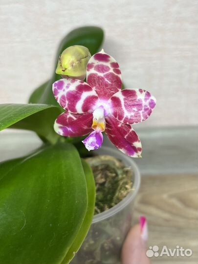 Орхидея фаленопсис ароматная