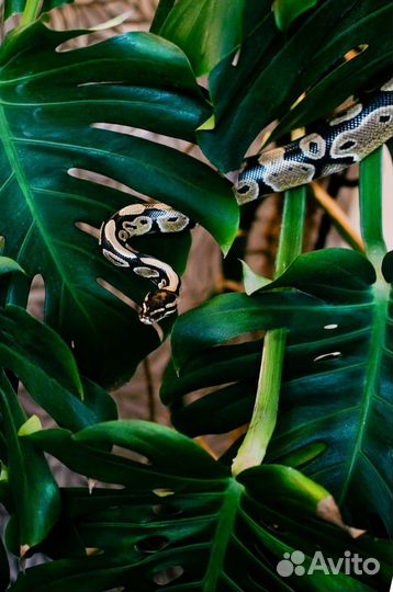 Змеи для фотосессии