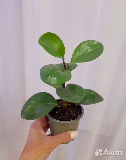 Спатифиллум Джемини, Домино. Пеперомия, Аихризон