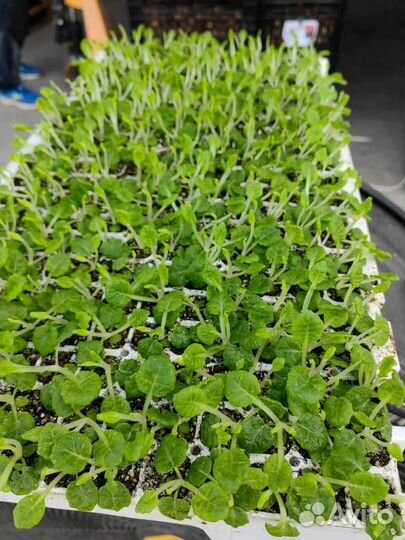 Сеянцы эустомы оптом