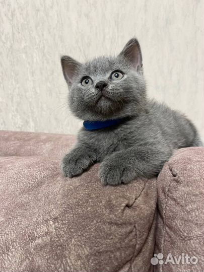 Котята британской и шотландской вязки