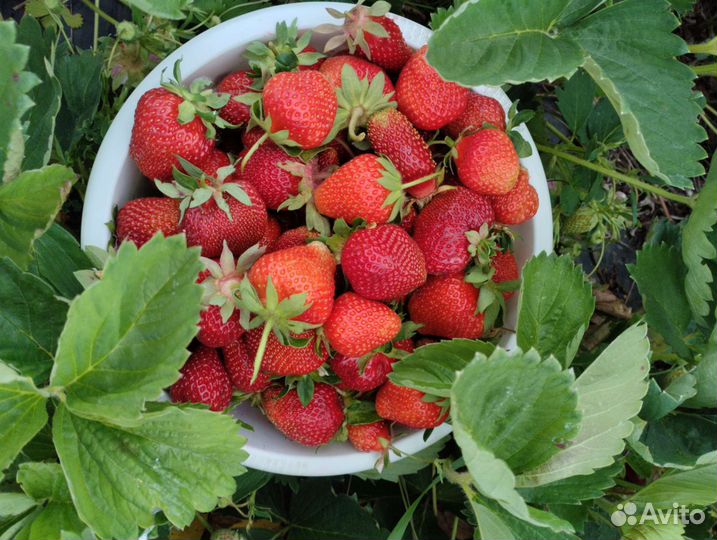 Верхопенский клубничный микс из более 30 сортов