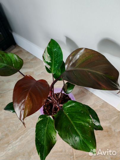 Филодендрон Ред Андерсон