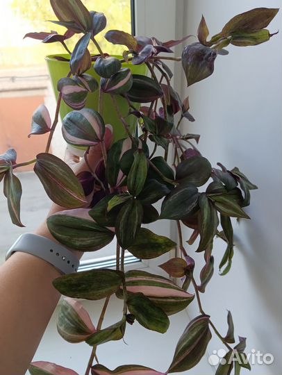 Традесканция