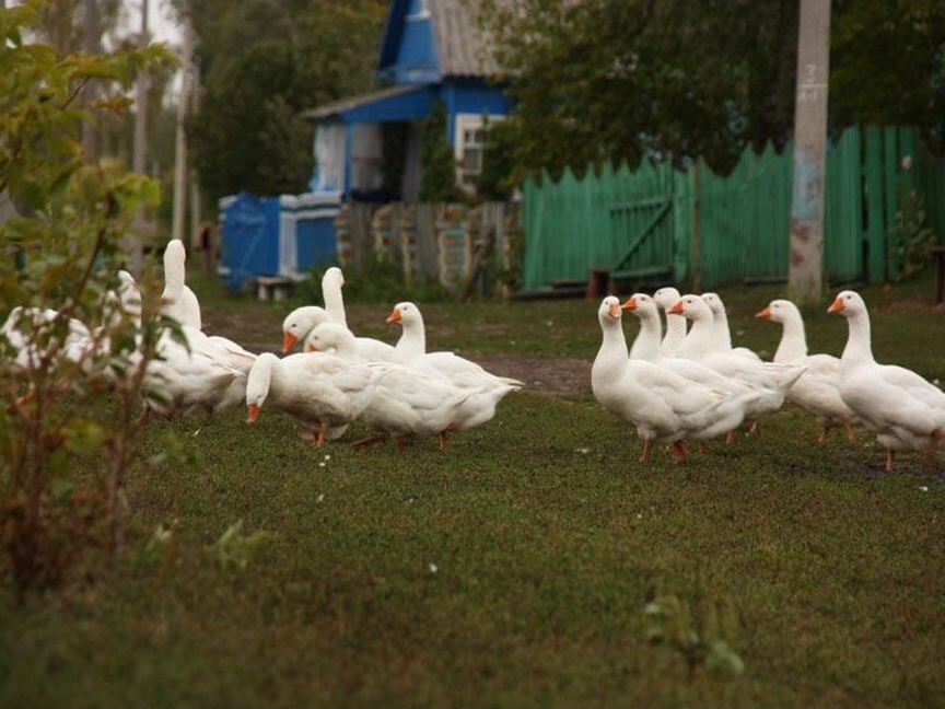 Гусь деревенский