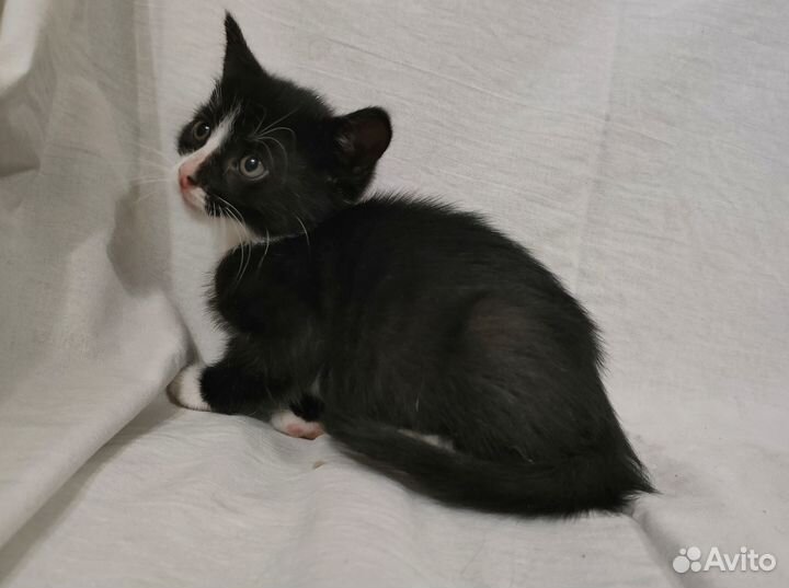 Котенок мальчик бесплатно