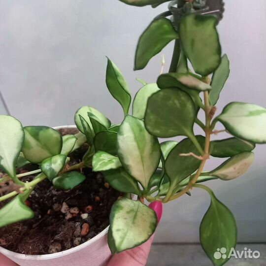 Хойи сортовые