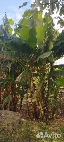 Банановая пальма