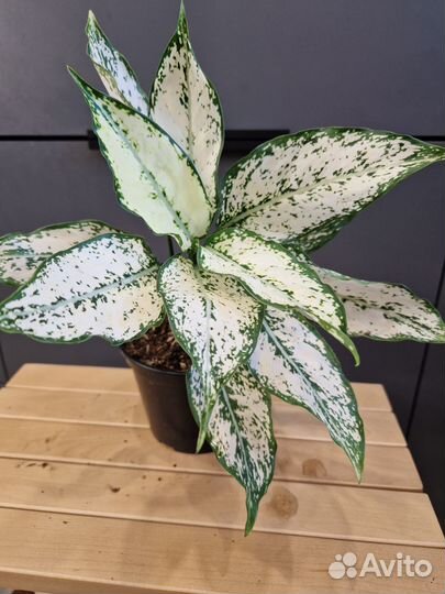 Продам цветы комнатные