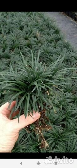 Продаю Офеопогон