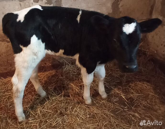 Телка молочной породы