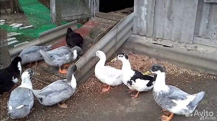 Утки фаворит