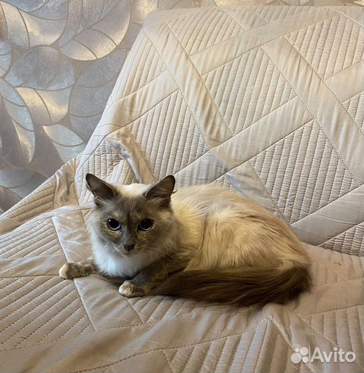 Кошка в дар