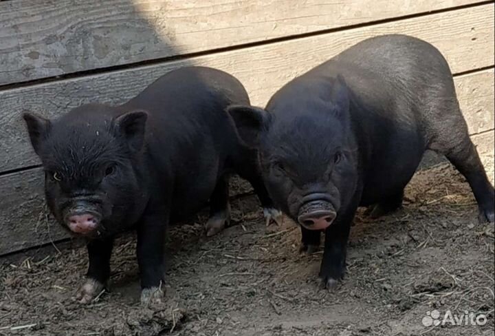 Вьетнамский вислобрюхий поросëнок