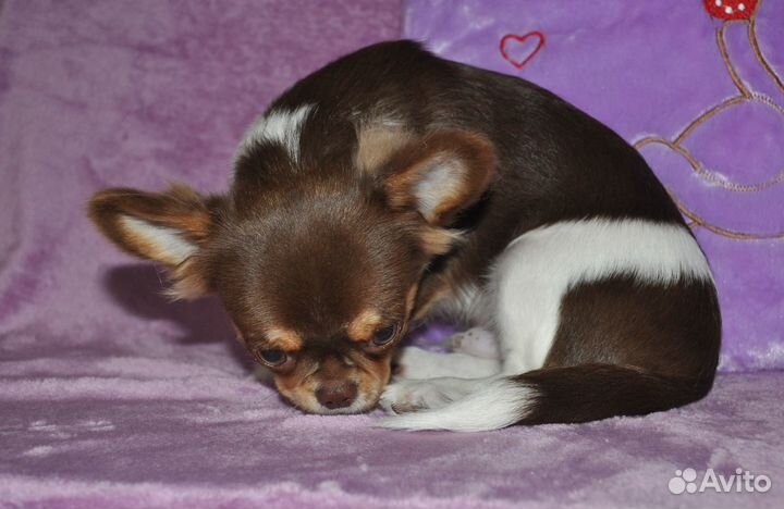 Самарский бриллиантик