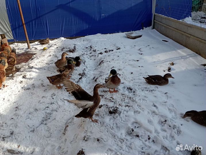 Цыплята утята перепелята индоутята яйцо