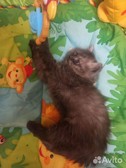 Персидские котята