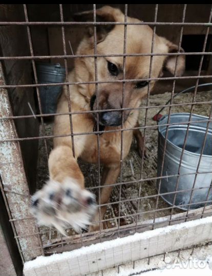 Помощь собачьему приюту