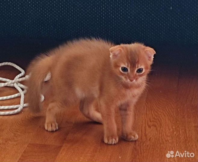 Котик