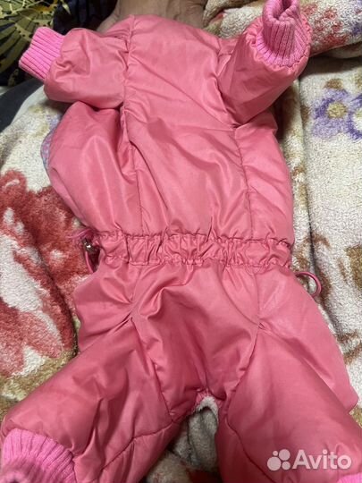 Одежда для собак