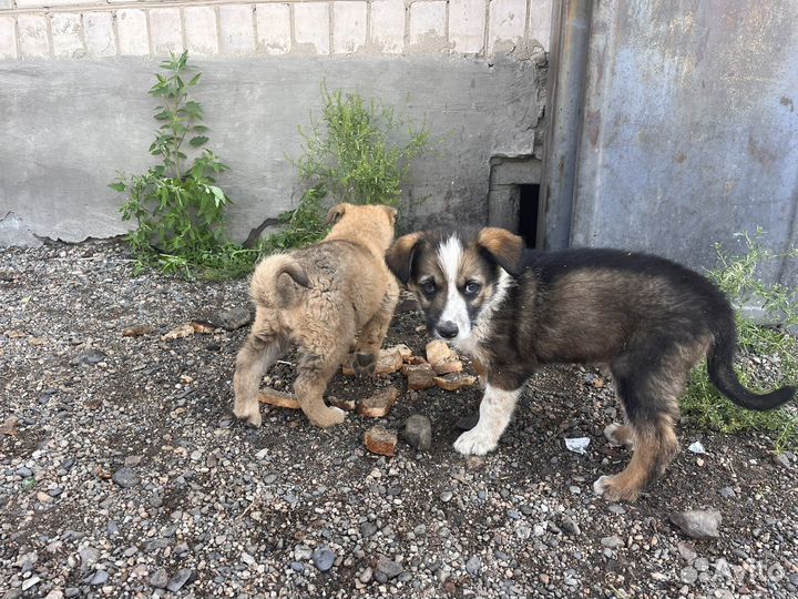 Щенки