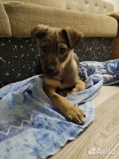 Милый щенок ищет дом