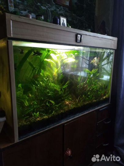 Аквариум