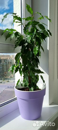 Фикус с волнистыми листочками