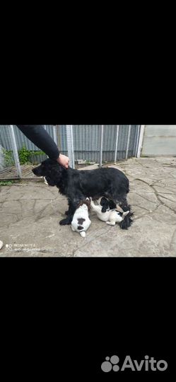 Собаки щенки русского охотничьего спаниеля