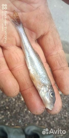 Живец Пескарь Карась