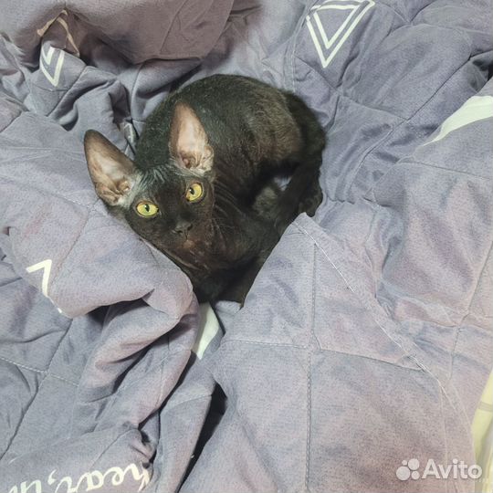 Кот черный донской сфинкс браш