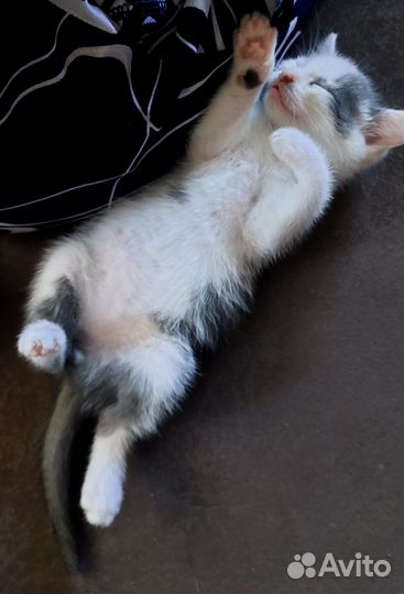 Котенок в добрые руки