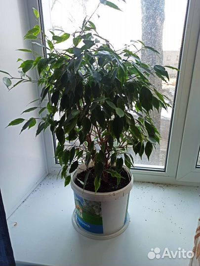 Фикус бенджамина 70 см