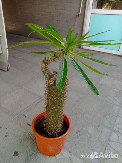 Пахиподиум