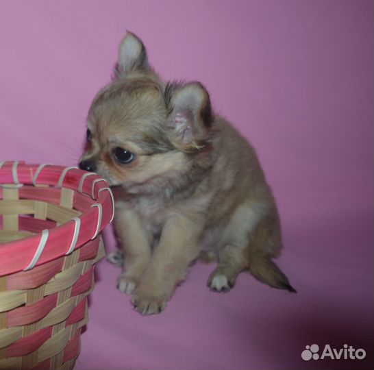 Мини мальчик чихуахуа