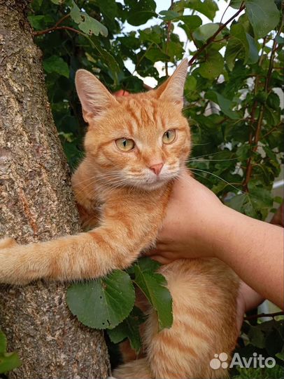 Кот в добрые руки